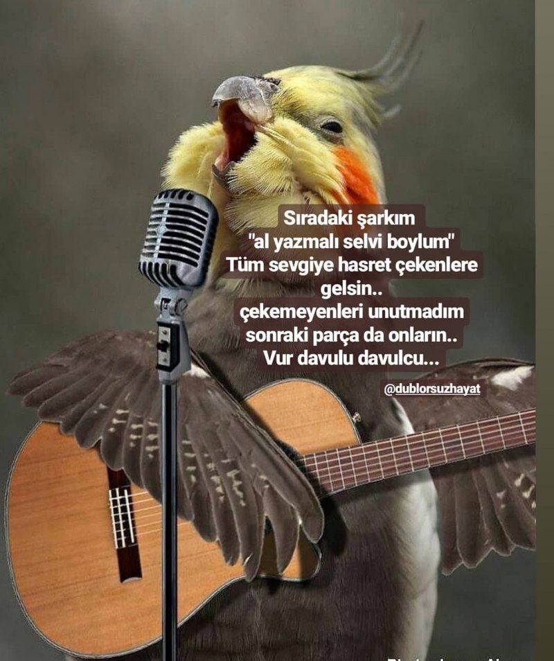 Забавные попугаи