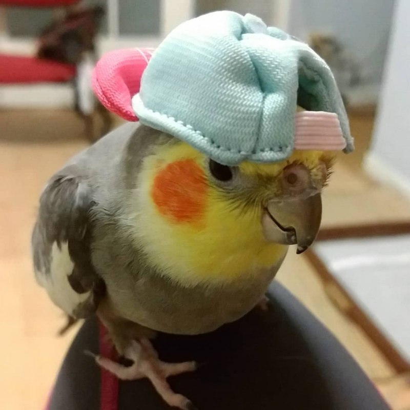 Смешные попугаи