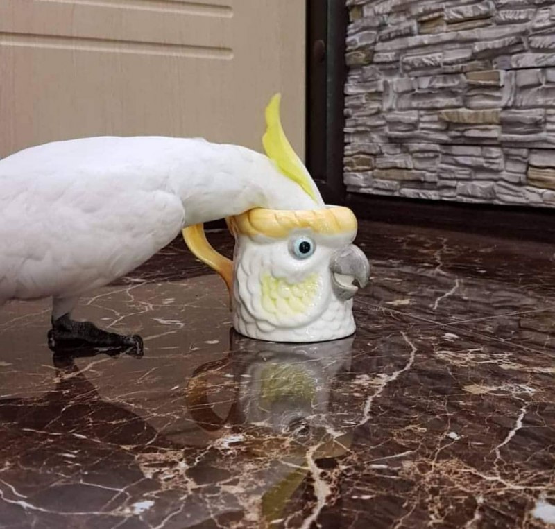 Забавные попугаи