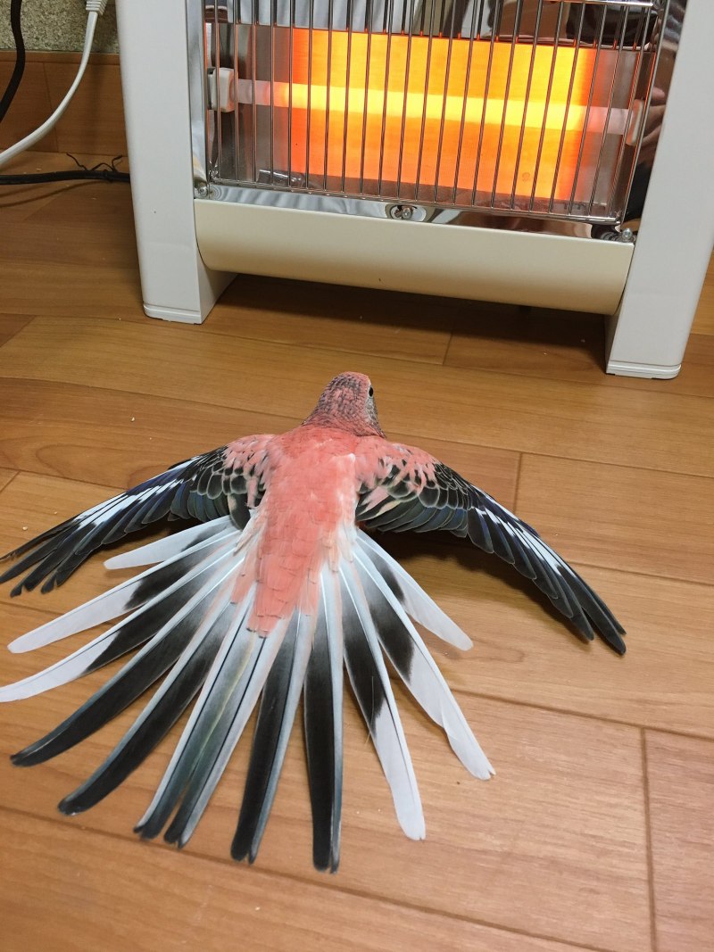 Попугай прикол