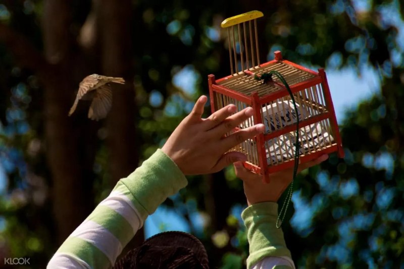 Picture of Pigeons in the Cage