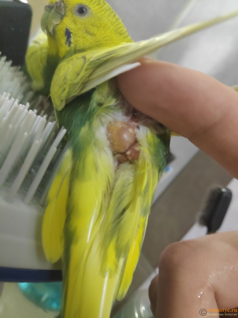 Очинник у попугая (87 фото)