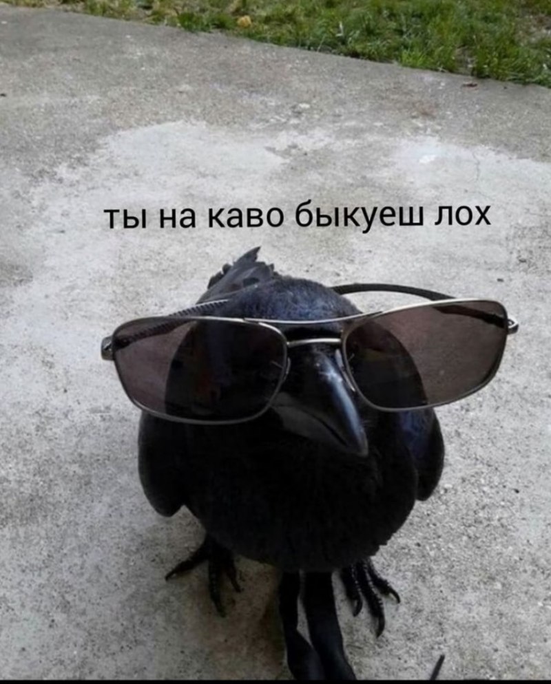 Ворон с очками