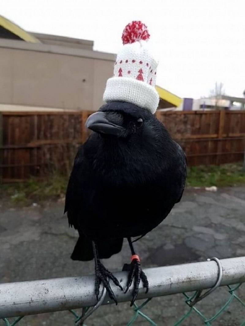 Смешная ворона