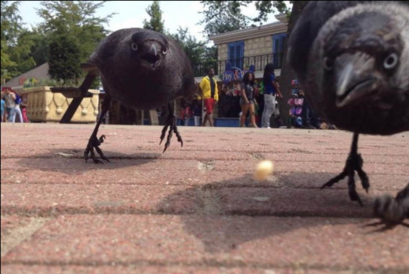 Забавные вороны
