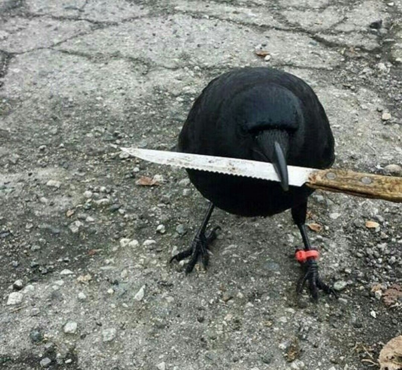 Смешная ворона