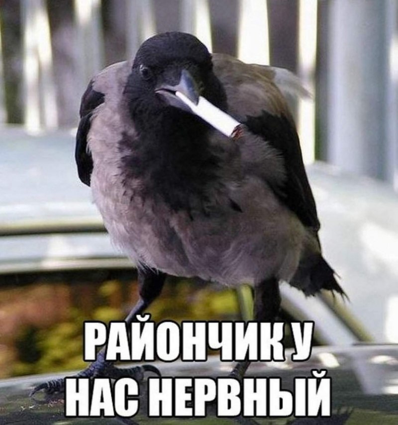 Ворон с сигаретой