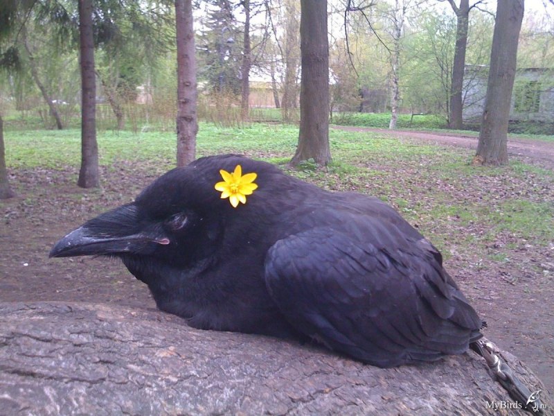Самая большая ворона
