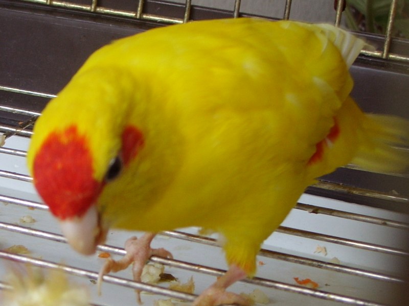 Желтый какарик самец