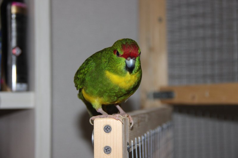 Какарик лютино