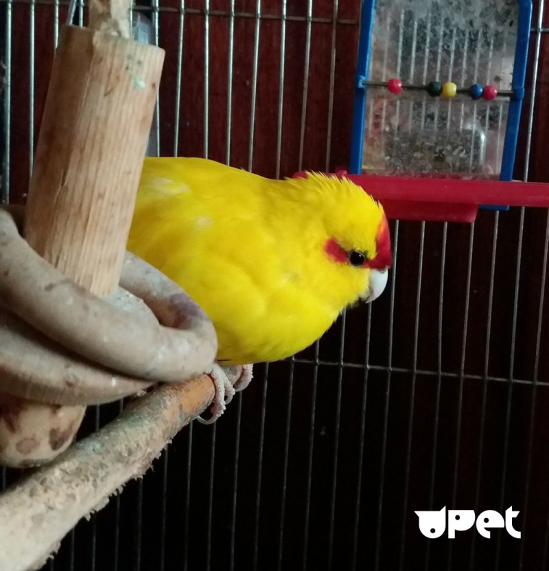 Новозеландский прыгающий какарик