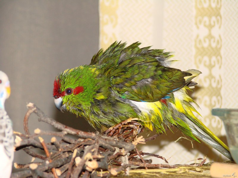 Птица какарик