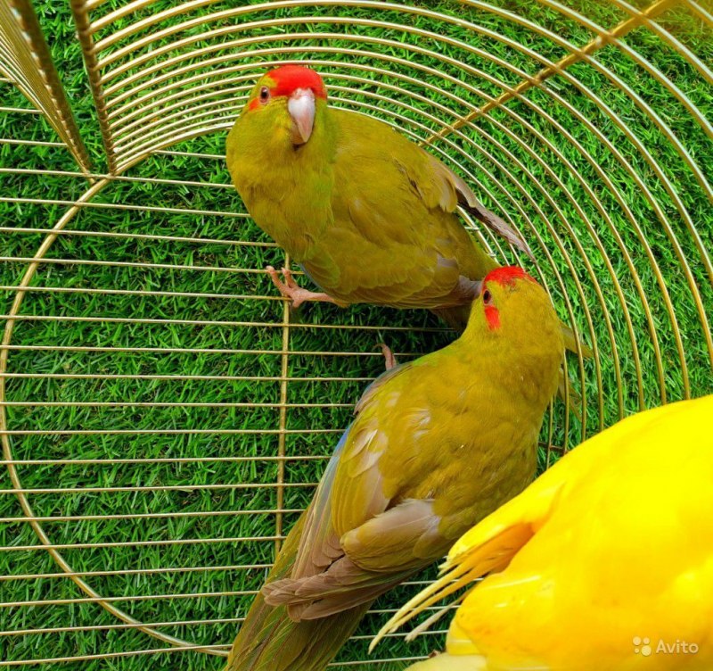 Cyanoramphus novaezelandiae