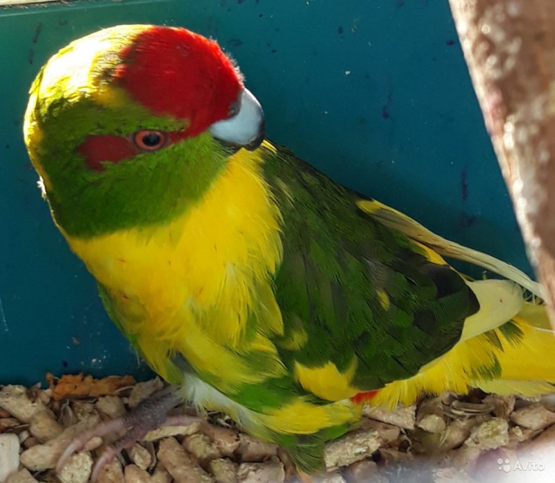 Какарик самец