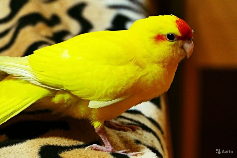 Какарик и корелла