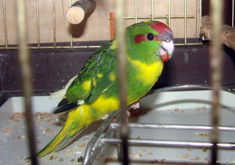Какарик мальчик