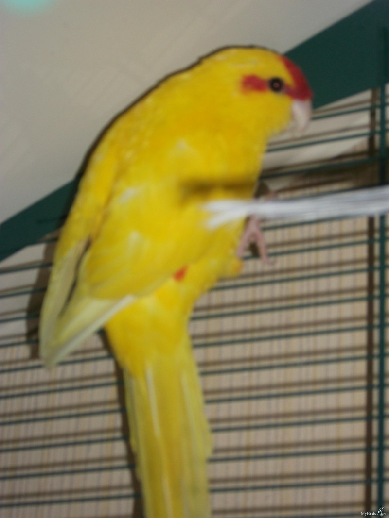 Какарик самка