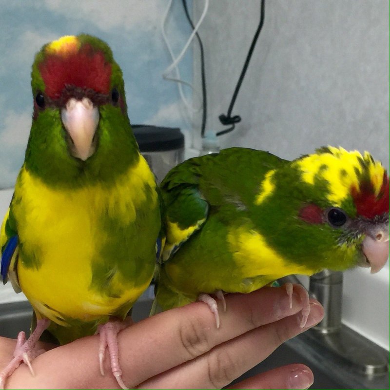 Какарик самец