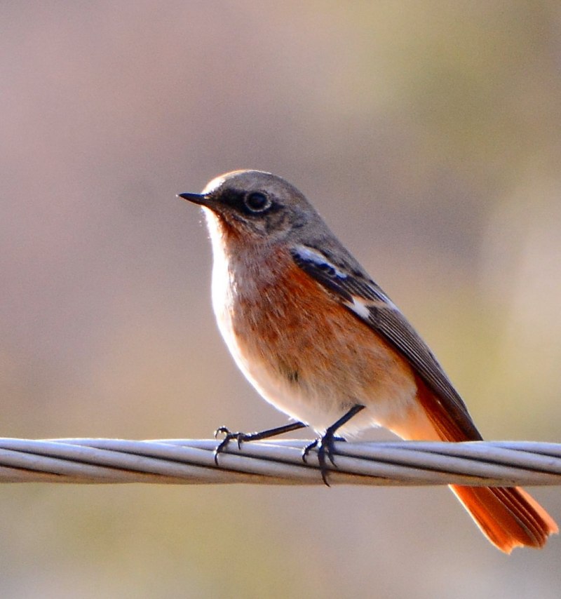 Странствующий Дрозд (turdus migratorius)