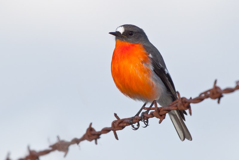 Зарянка – Erithacus rubecula (l., 1758)