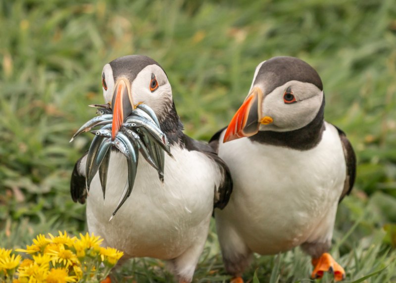 Comedy Wildlife Photography Awards 2021