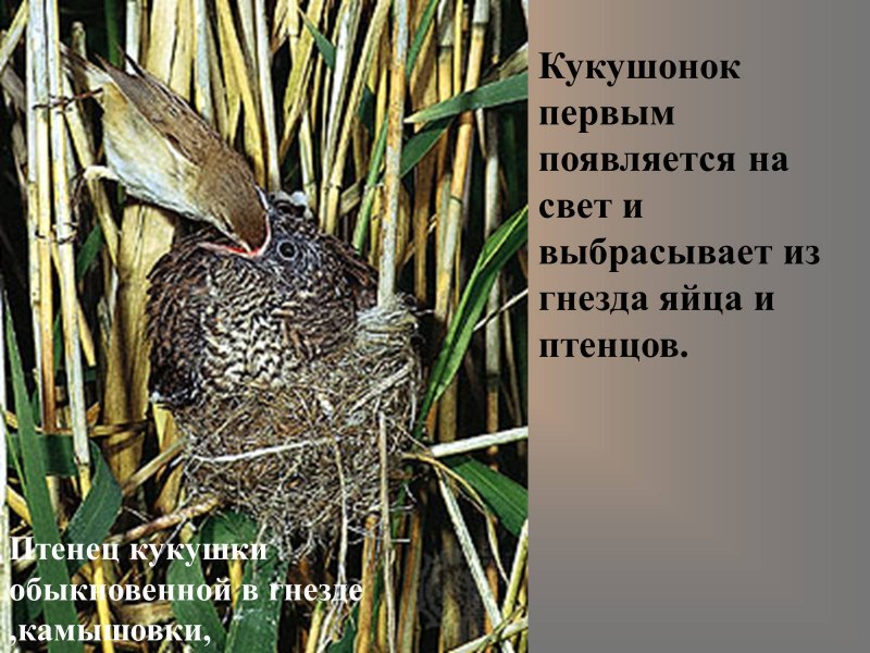 Кукушонок выбрасывает птенцов