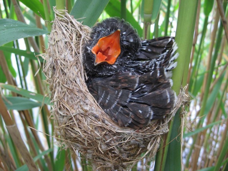 Птенец кукушки в гнезде (77 фото)