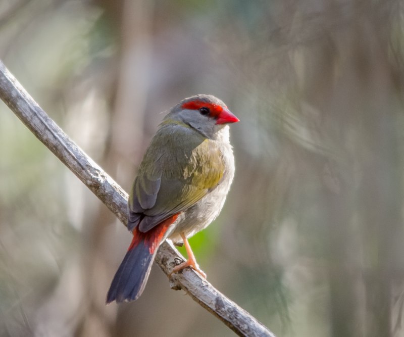 Neochmia temporalis