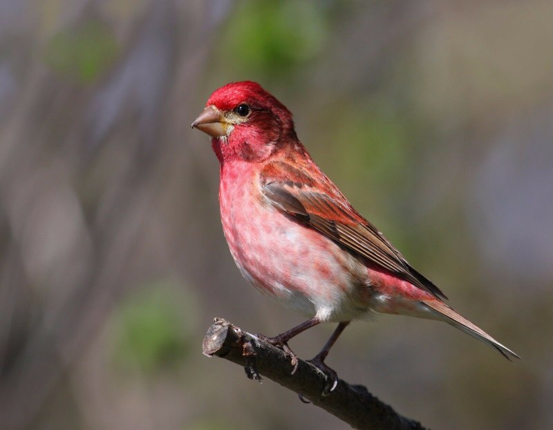 Птица Purple Finch