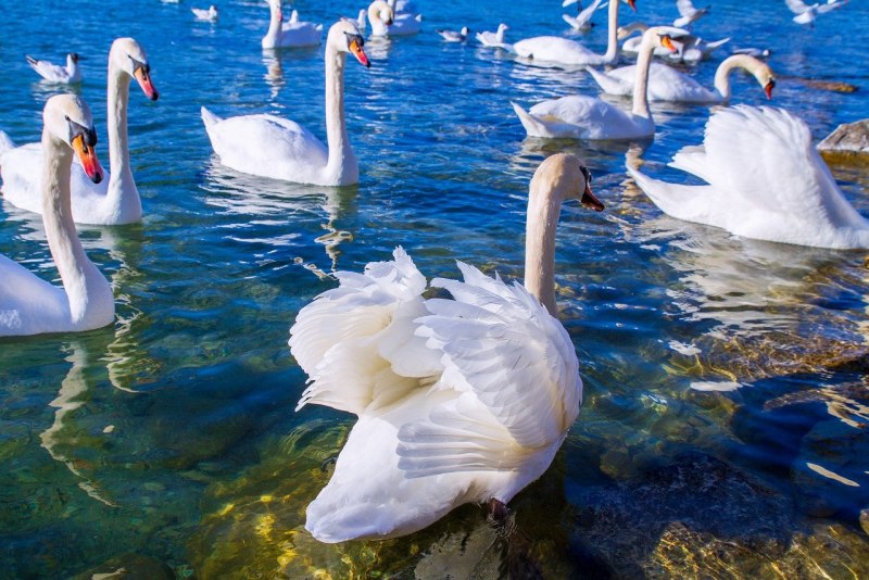 Что едят лебеди в воде