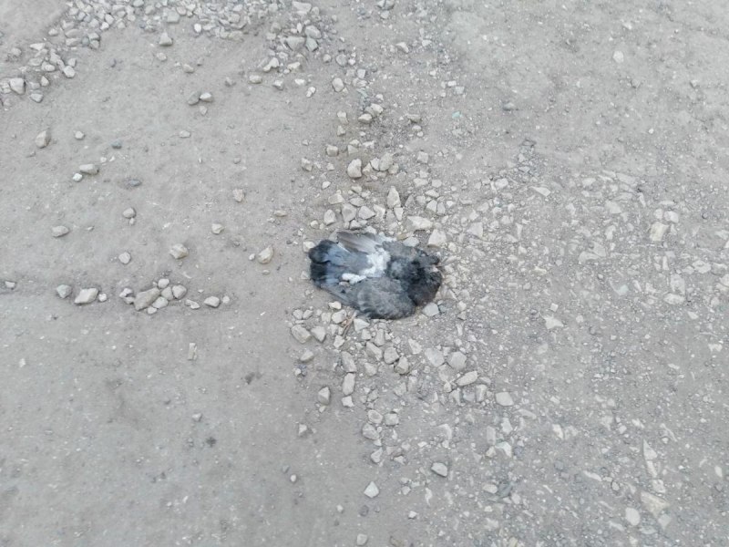 Голуби на окна