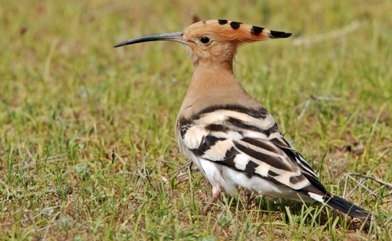 Удод (Hoopoe)