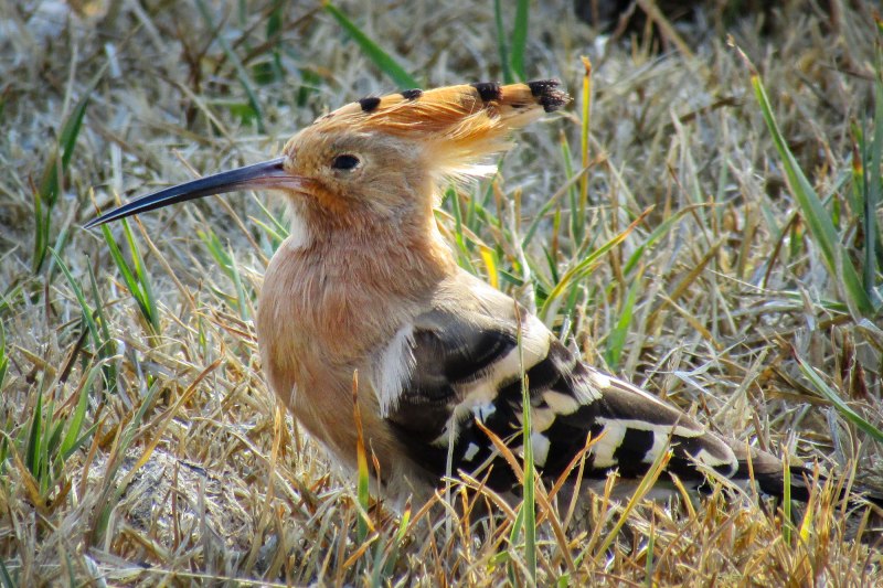 Hoopoe Red beak