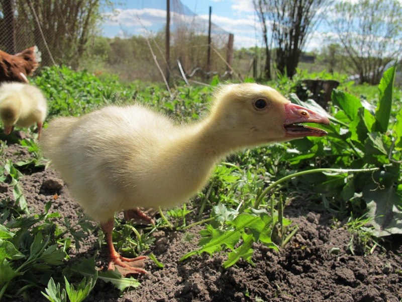 Gosling гусёнок