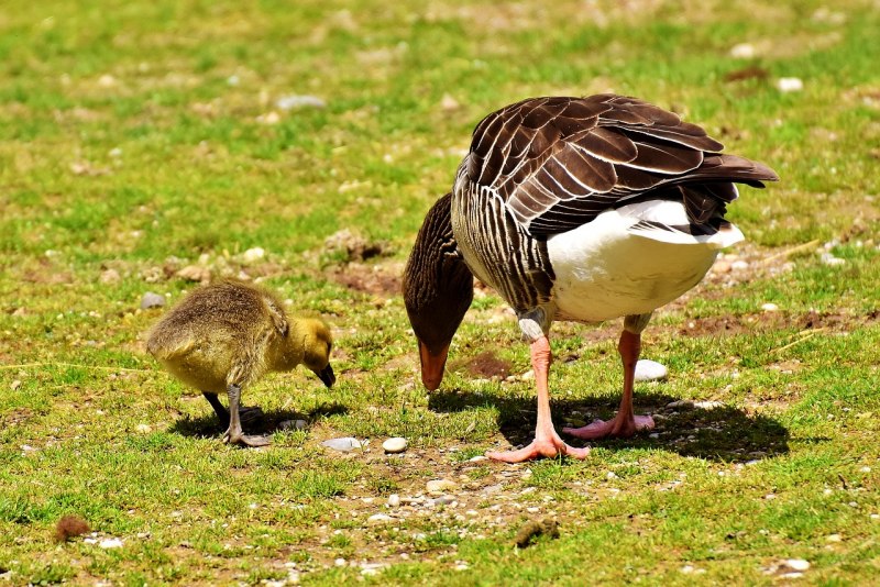Goose and Gosling