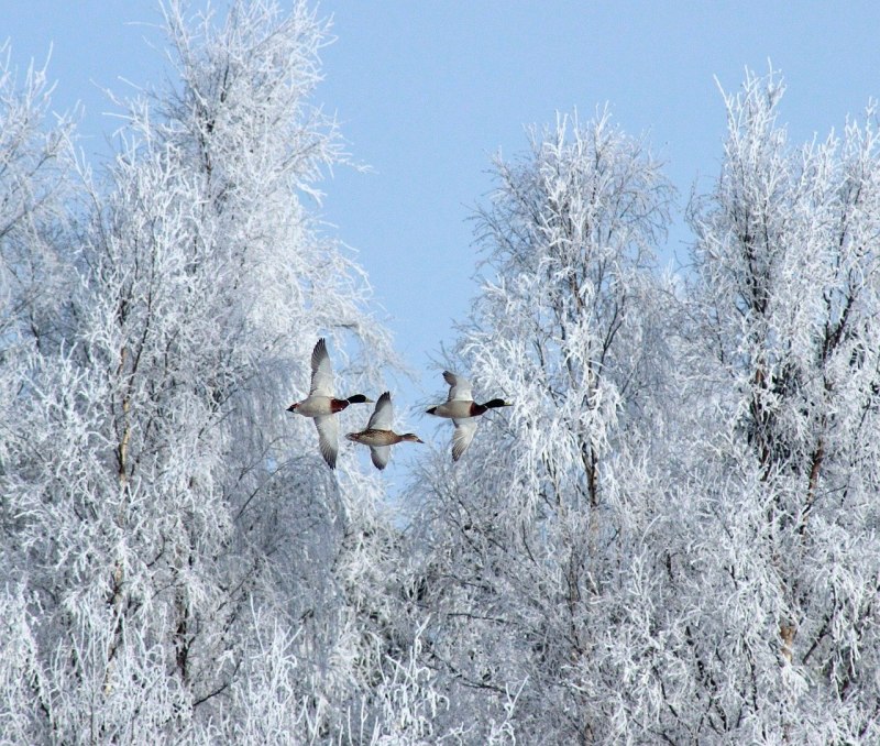 Птицы над городом