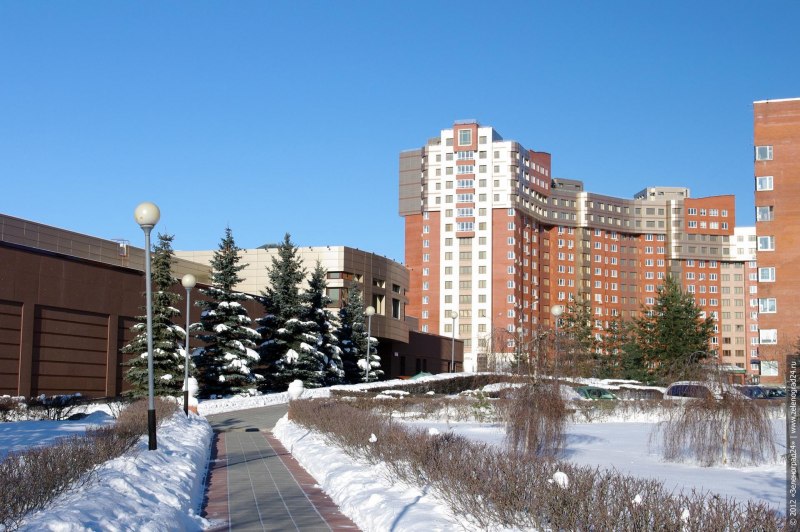 Иглохвостый Стриж фото