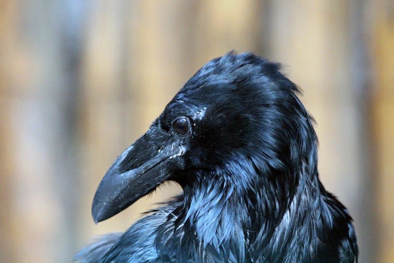 Корвус ворон
