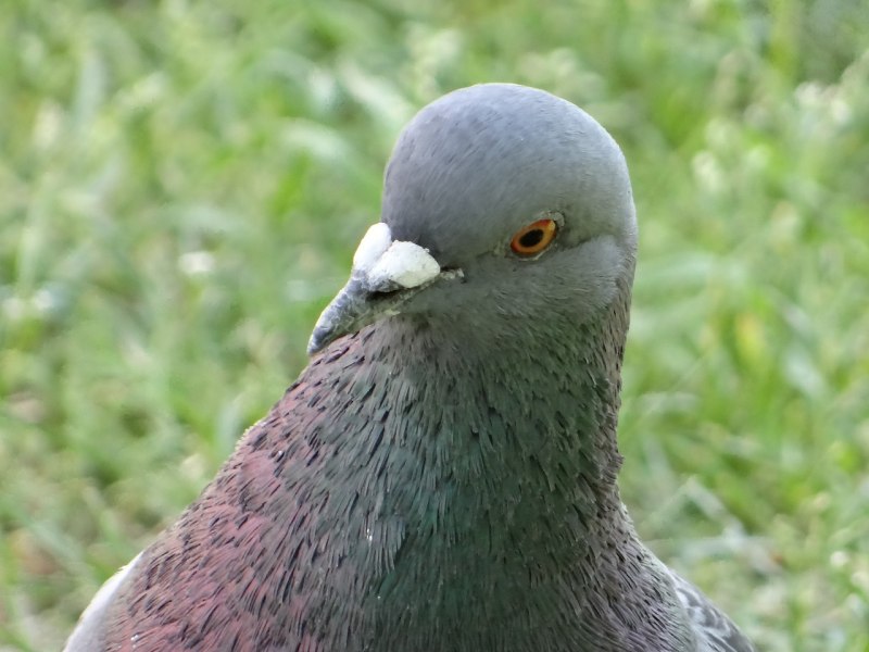 Dove голубь