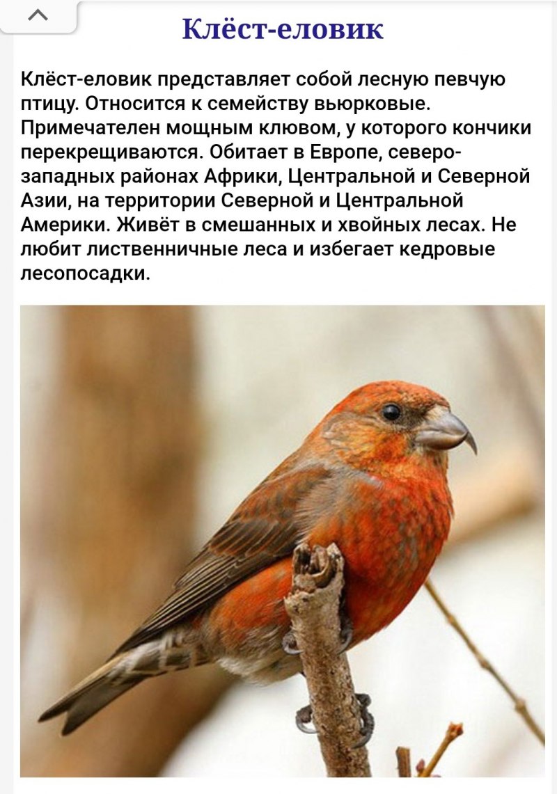 Клёст-еловик на белом фоне