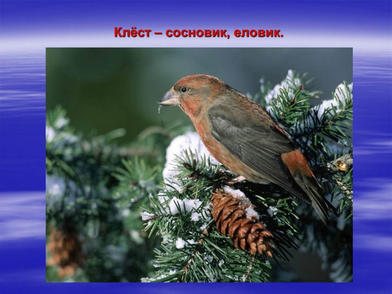 Клест еловик и Сосновик