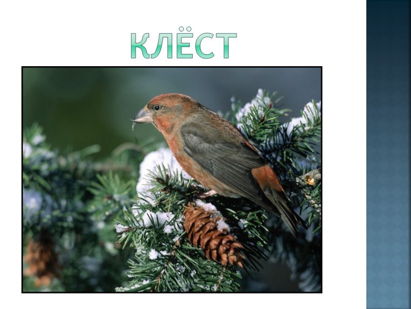 Клёст зимой на белом фоне