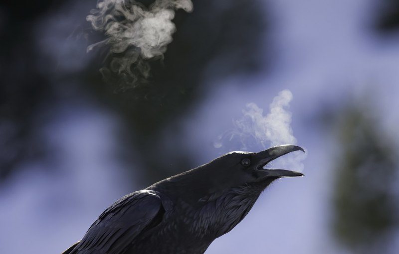 Raven Attack