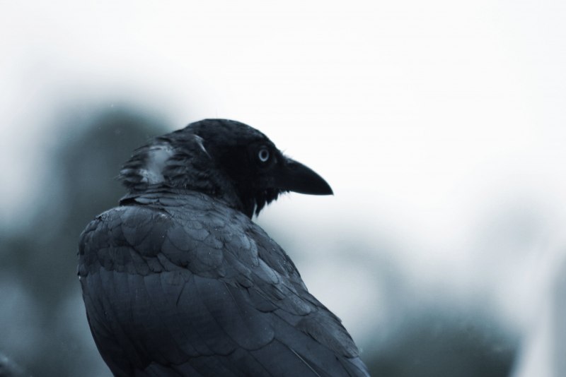 Corvus Corax птица
