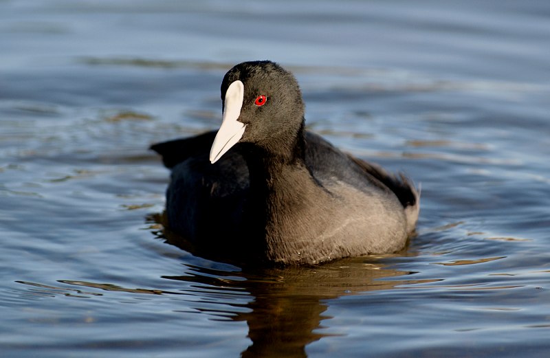 Черная водоплавающая птица с белым клювом (78 фото)