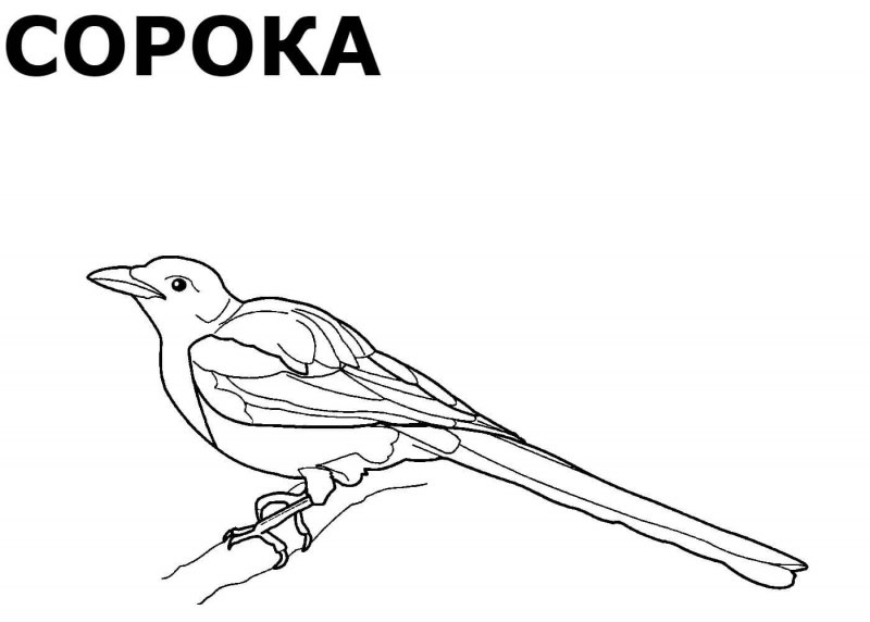 Снегирь на ветке раскраска