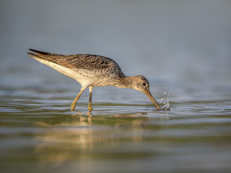 Улит большой Tringa nebularia