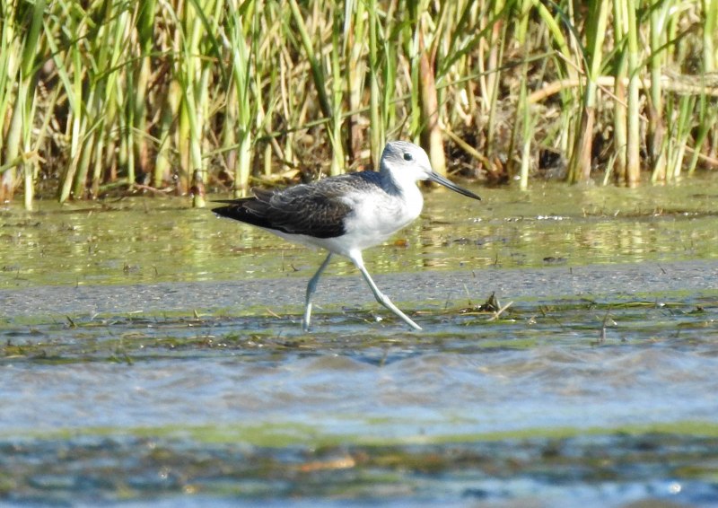 Улит большой Tringa nebularia