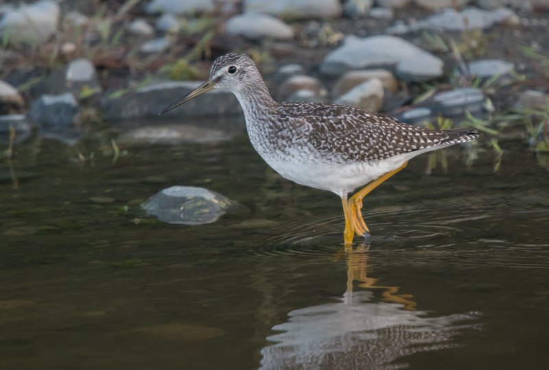 Tringa nebularia
