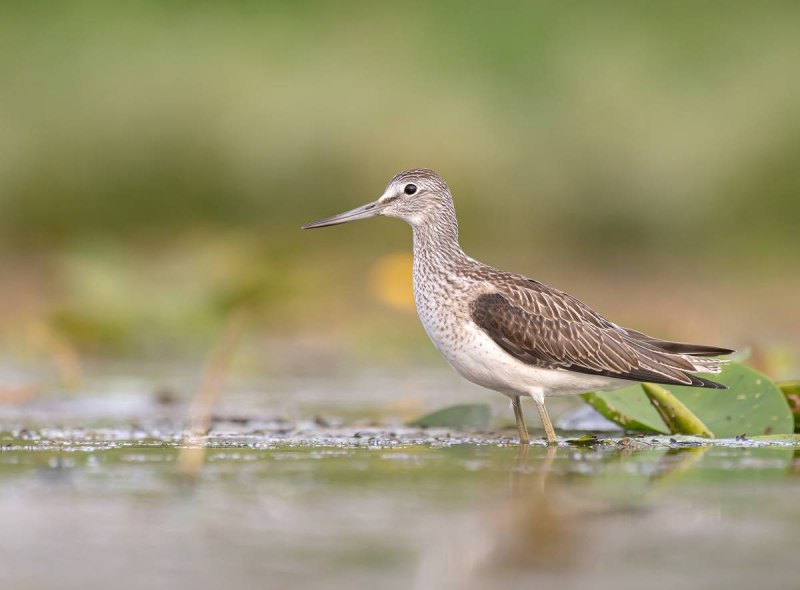 Большой улит (Tringa nebularia Gunnerus)